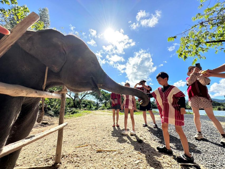 Phuket: Elephant Experience with Lunch or Dinner and Pickup - Key highlights worth planning around