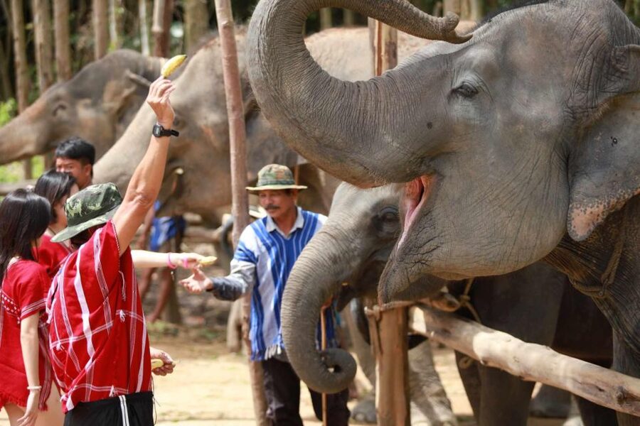 Phuket: Elephant Experience with Lunch or Dinner and Pickup - Kerchor Elephant Family Phuket: what makes this sanctuary-style visit work