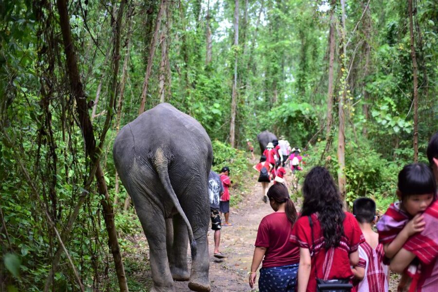 Phuket: Elephant Experience with Lunch or Dinner and Pickup - Preparing elephant food, feeding, and the photos moment