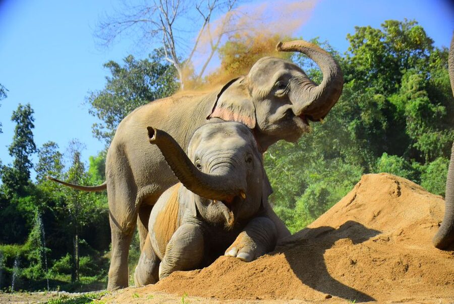 Phuket: Elephant Feeding Program - Key Points Before You Go