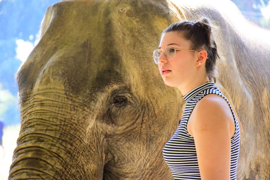Phuket: Elephant Feeding Program - A 30-Minute Elephant Encounter That Fits Real Phuket Days