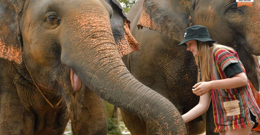 Phuket: Elephant Jungle Sanctuary Ethical Feeding Experience - Entering the day at Elephant Jungle Cafe