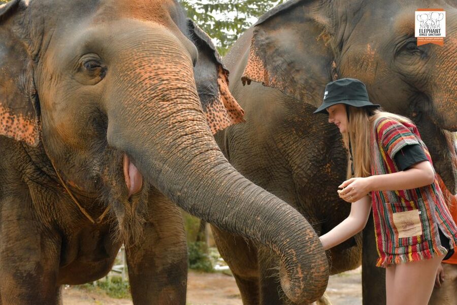 Phuket: Elephant Jungle Sanctuary Ethical Feeding Experience - Hand feeding fruit or grass in the sanctuary zone