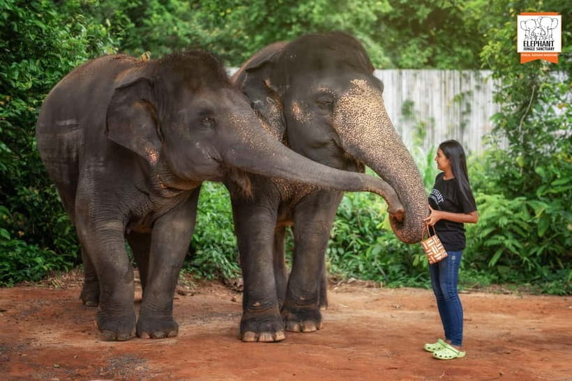 Phuket: Elephant Jungle Sanctuary Ethical Feeding Experience - Price and value: what $28 includes