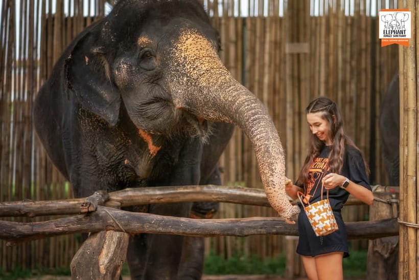 Phuket: Elephant Jungle Sanctuary Ethical Feeding Experience - Practical tips: what to bring for a comfortable session