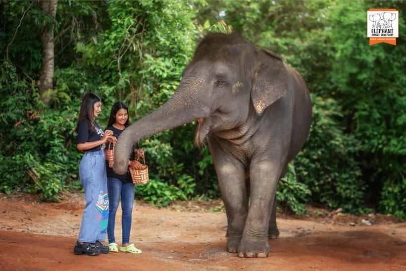 Phuket: Elephant Jungle Sanctuary Ethical Feeding Experience - What you’ll remember most, and what might disappoint