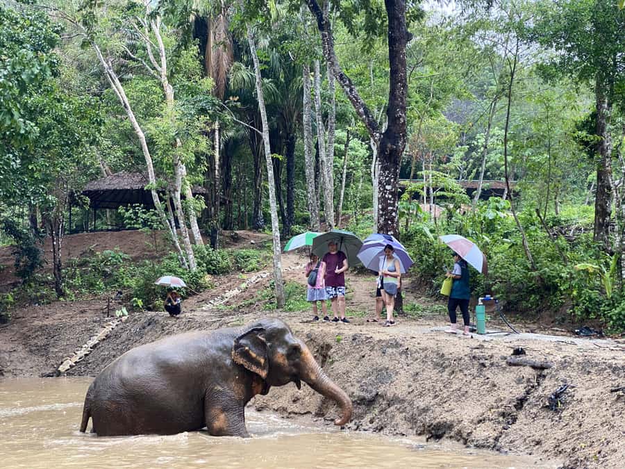 Phuket: Elephant Nature Reserve Entry Ticket and Guided Tour - Phuket Elephant Nature Reserve: The ethical reason to go