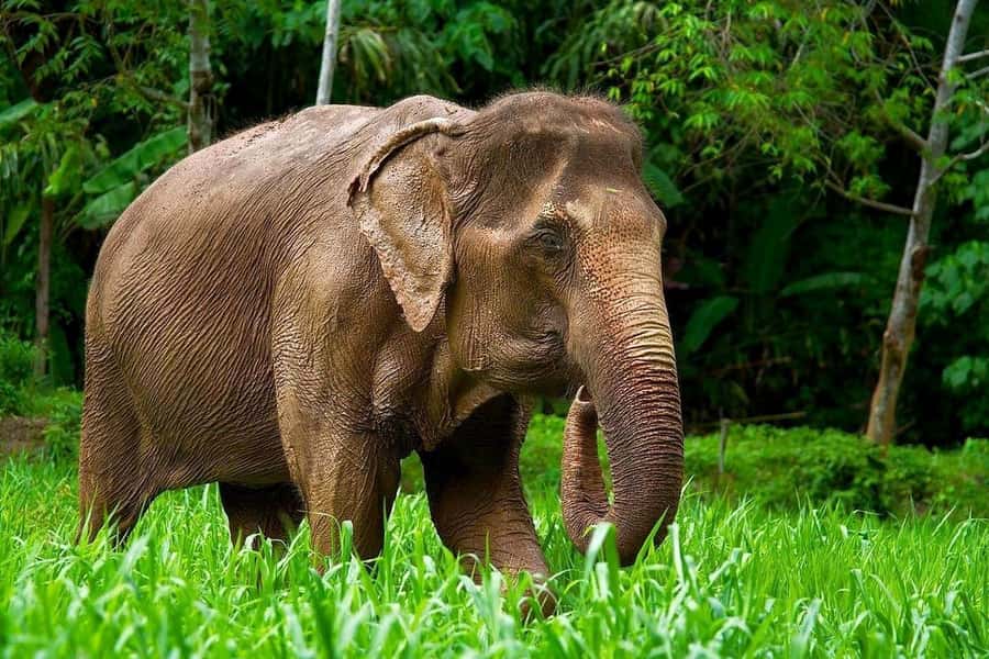 Phuket: Elephant Nature Reserve Entry Ticket and Guided Tour - Getting close on calm paths and observation ponds