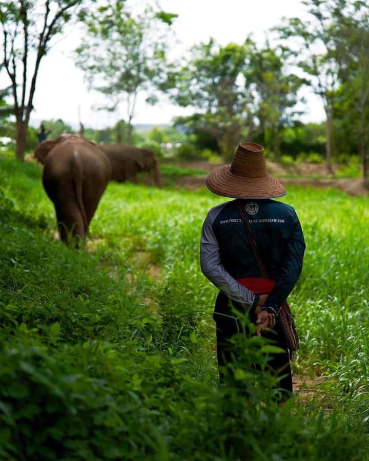 Phuket: Elephant Nature Reserve Entry Ticket and Guided Tour - Guides like Tom and Mike: what you learn in the moment