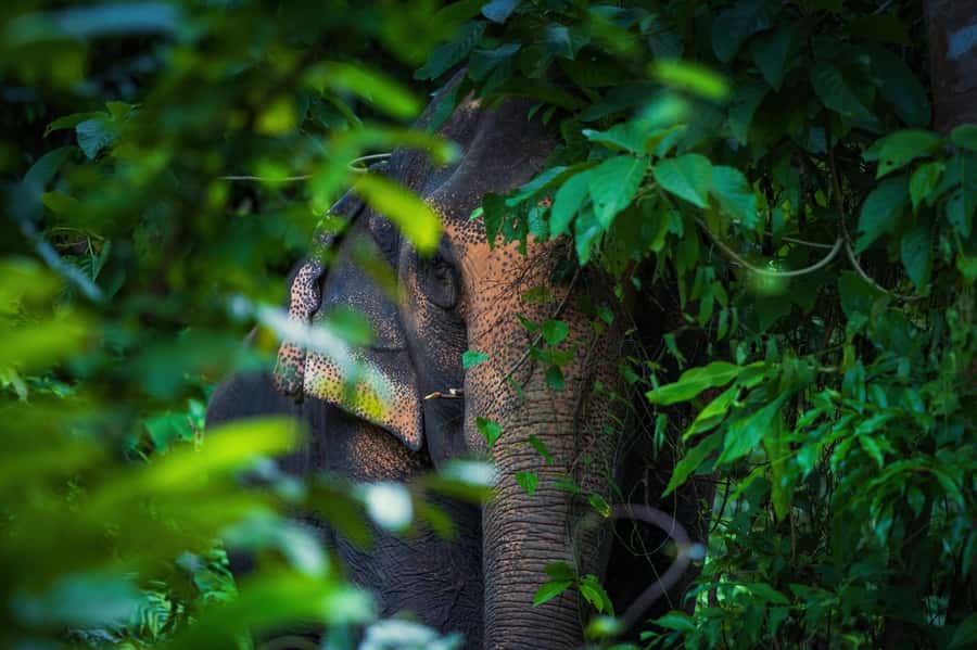 Phuket: Elephant Nature Reserve Entry Ticket and Guided Tour - Photo chances, comfort breaks, and the on-site cafe