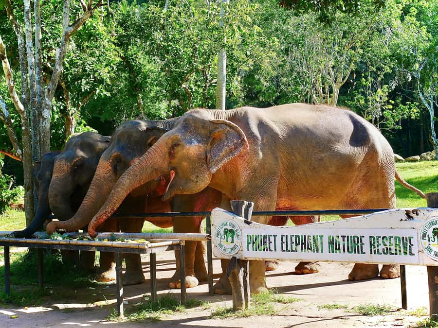 Phuket: Elephant Nature Reserve Entry Ticket and Guided Tour - Who this tour fits best, and who might want another option