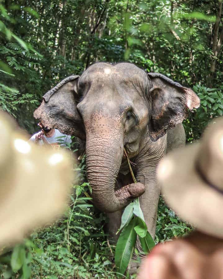 Phuket: Elephant Nature Reserve Entry Ticket and Guided Tour - Practical tips: what to bring and how to prepare