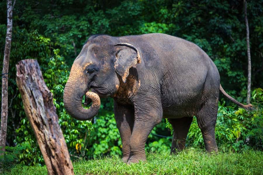Phuket: Elephant Nature Reserve Entry Ticket and Guided Tour - Should you book this elephant sanctuary tour?