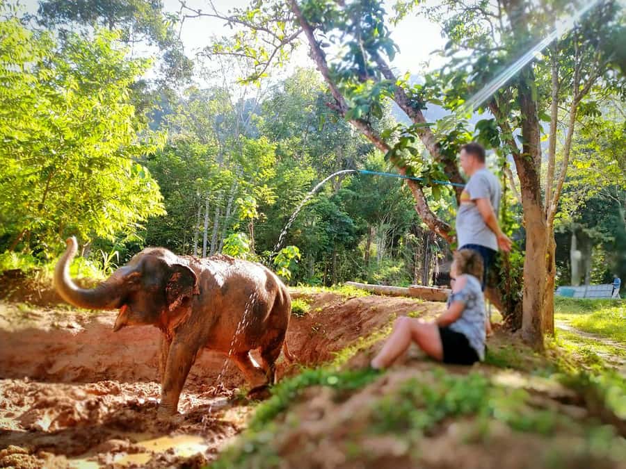 Phuket: Elephant Nature Reserve Entry Ticket and Guided Tour - Food prep and feeding without touching