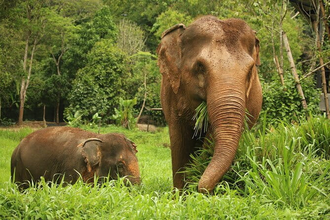 Phuket Elephant Nature Reserve Ethical Sanctuary - Key things you’ll notice right away