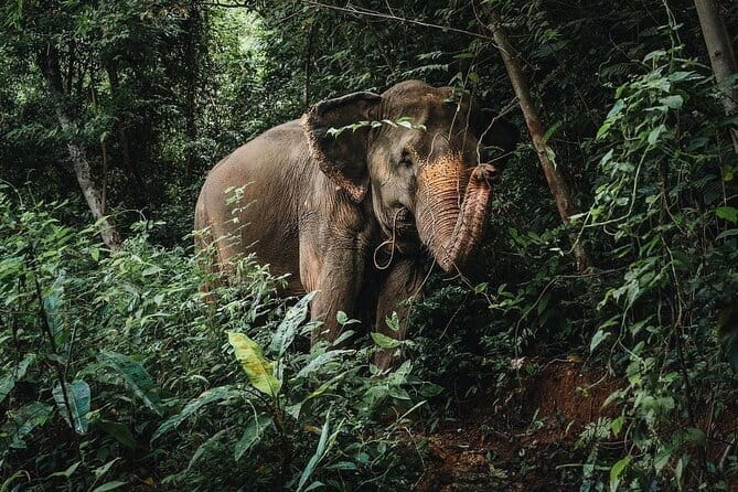Phuket Elephant Nature Reserve Ethical Sanctuary - Why this ethical sanctuary setup changes the whole experience
