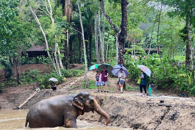 Phuket Elephant Nature Reserve Ethical Sanctuary - The 3.5 hour half-day flow, starting with Thai cooking and ending in elephant time