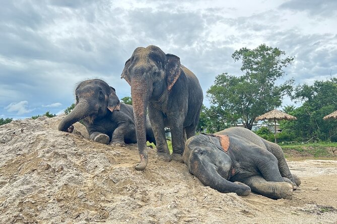 Phuket: Elephant Nature Walk - Guided Tour with Transport - Key things to know before you go