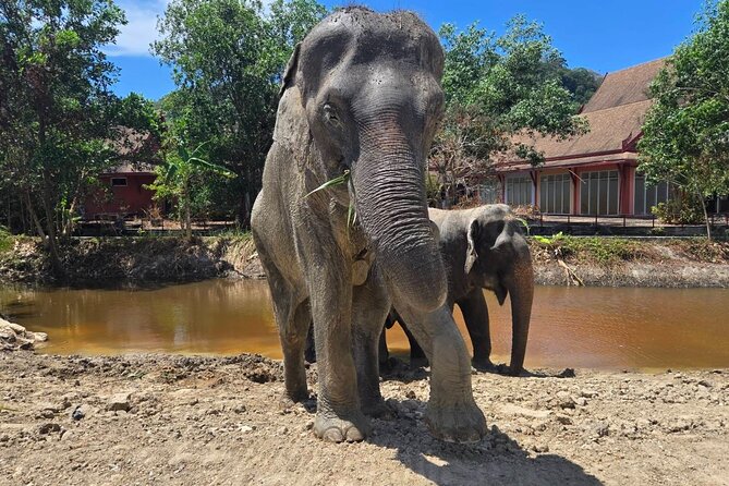 Phuket: Elephant Nature Walk - Guided Tour with Transport - Getting there from Phuket: pickup, meeting point, and timing reality