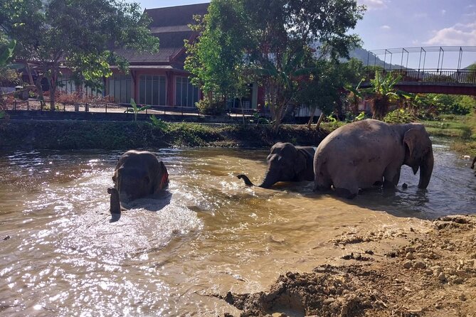 Phuket: Elephant Nature Walk - Guided Tour with Transport - Walking to the mud spa: watching parasite care without the performance