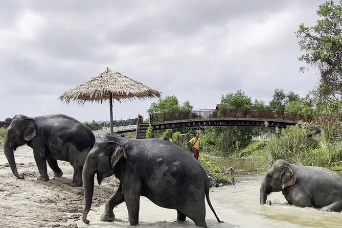 Phuket: Elephant Nature Walk - Guided Tour with Transport - The guide factor: elephant stories (including One and Kim) that make the walk stick