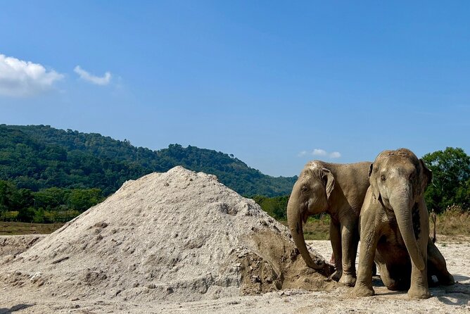 Phuket: Elephant Nature Walk - Guided Tour with Transport - The fruit-feeding start: your first up-close moment with the herd