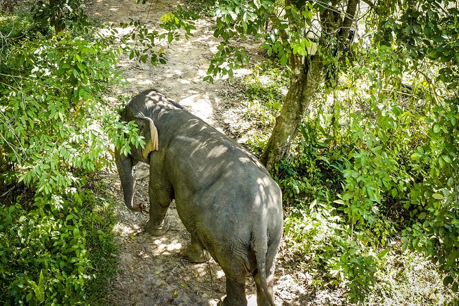 Phuket Elephant Sanctuary Canopy Walkway Tour - Quick hits