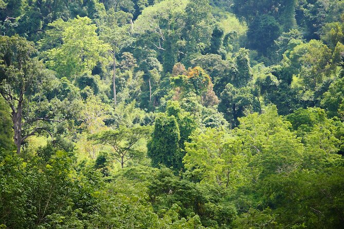 Phuket Elephant Sanctuary Canopy Walkway Tour - Price and Value: What $61.96 Buys You in Phuket