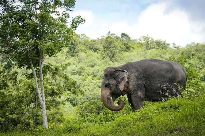 Phuket Elephant Sanctuary Canopy Walkway Tour - What Ethical Elephant Tourism Looks Like Here