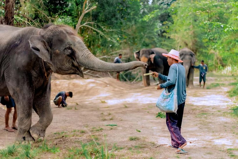 Phuket: Elephant Sanctuary Feed and Bathe Gentle Giants - Quick hits before you go