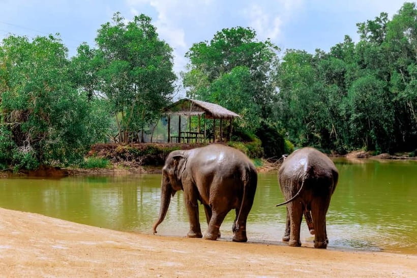 Phuket: Elephant Sanctuary Feed and Bathe Gentle Giants - Who This Tour Suits Best in Phuket