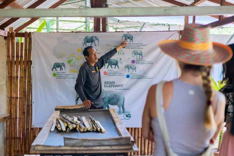 Phuket: Elephant Sanctuary Feed and Bathe Gentle Giants - Feeding Time and the Nutritious Basket You Prepare