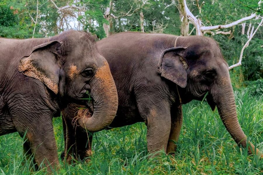 Phuket: Elephant Sanctuary Feed and Bathe Gentle Giants - Price and Value: How $56 Fits a Phuket Elephant Day