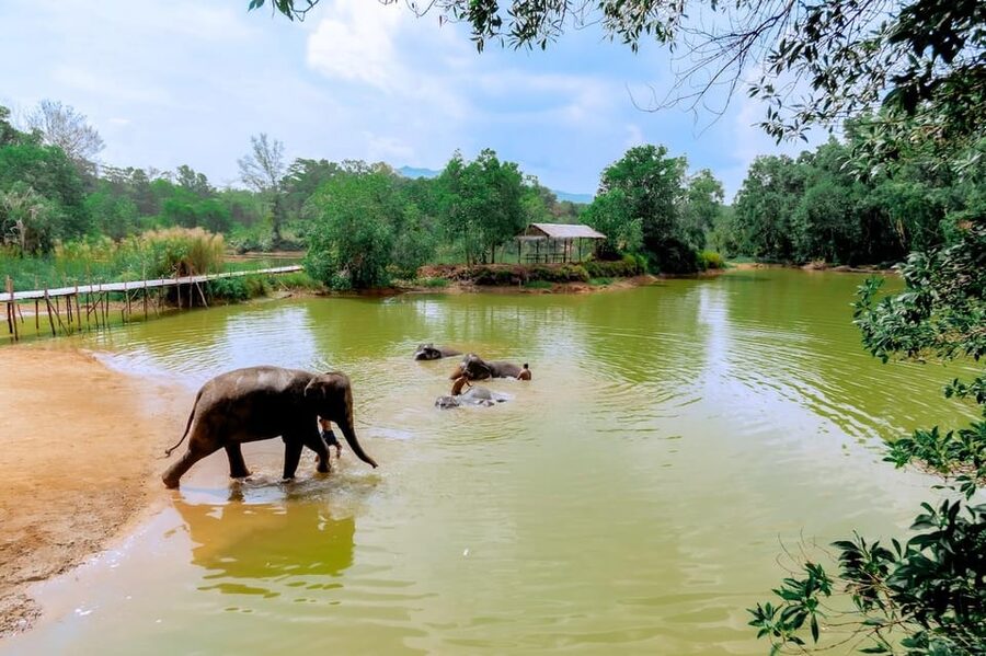 Phuket: Elephant Sanctuary Feed and Bathe Gentle Giants - What’s Included, What’s Not, and How to Plan Smart