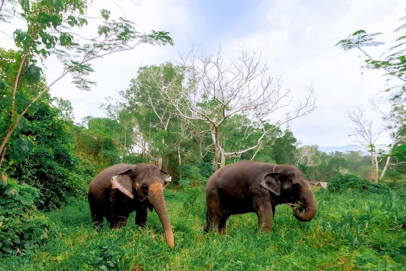 Phuket: Elephant Sanctuary Feed and Bathe Gentle Giants - Elephant Introductions: Names, Stories, and What You Learn First