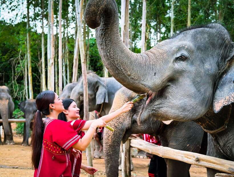 Phuket : Experience feeding and bathing elephants 1.5 Hrs. - Key things to know before you go