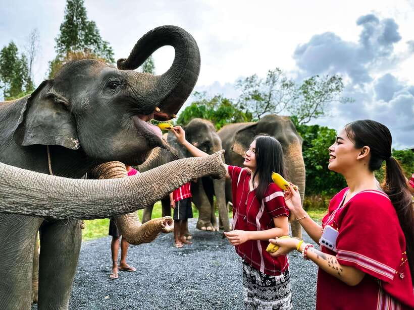 Phuket : Experience feeding and bathing elephants 1.5 Hrs. - Phuket half-day elephant time, including the transfer hours