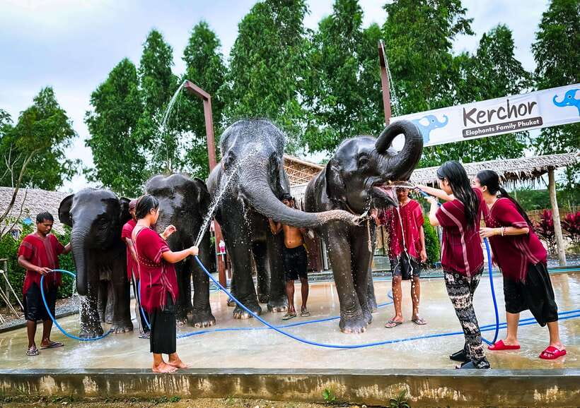 Phuket : Experience feeding and bathing elephants 1.5 Hrs. - Thai herbs, warm herbal tea, and the culture break that makes sense