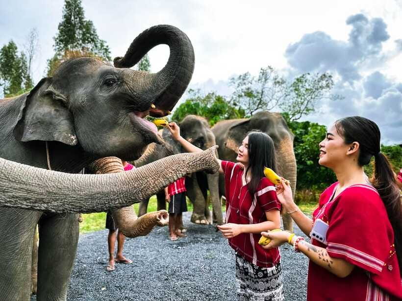Phuket : Experience feeding and bathing elephants 1.5 Hrs. - Price value at about $48 per person, and who should book