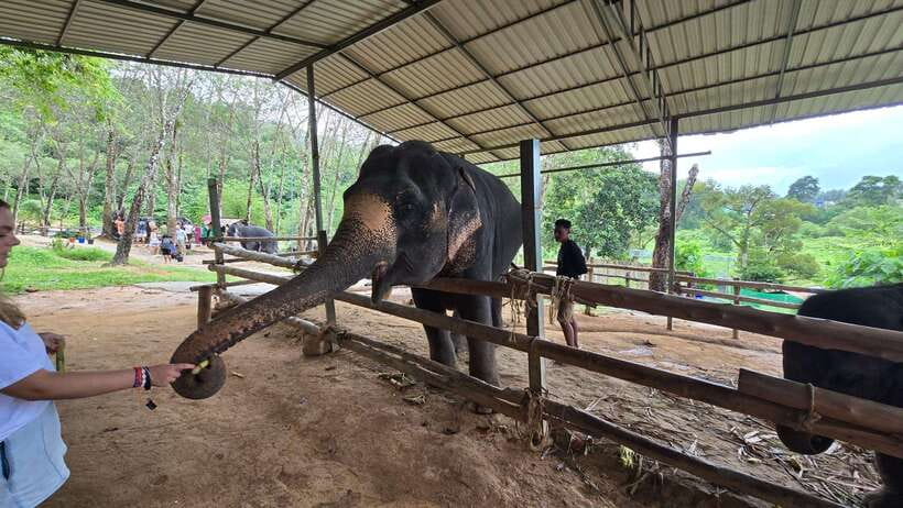 Phuket: Feeding Elephants at Phuket Elephant Care - Key moments that make this elephant feeding session work