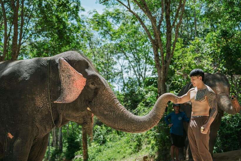 Phuket: Feeding Elephants at Phuket Elephant Care - Photos with elephants, without turning it into a circus