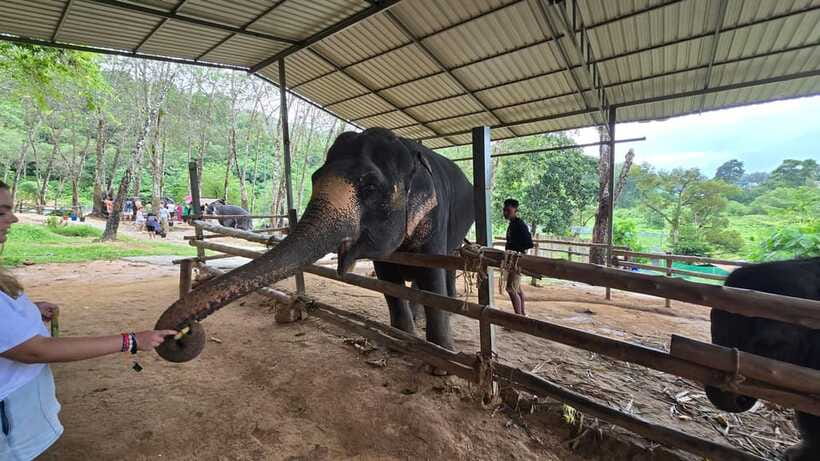 Phuket: Feeding Elephants at Phuket Elephant Care - What to bring, what not to bring, and how to avoid friction