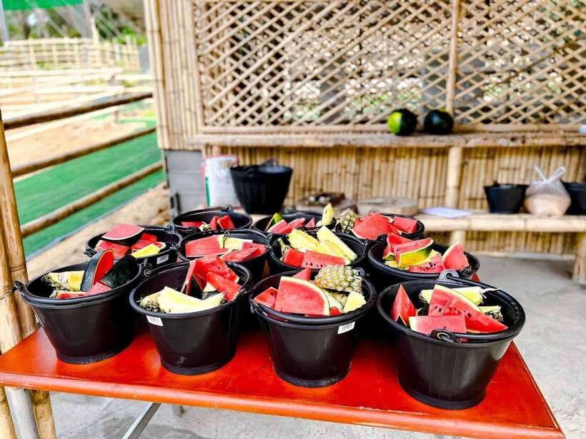 Phuket: Feeding Elephants at Phuket Elephant Care - Who this elephant feeding experience suits best