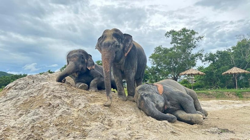 Phuket: Freedom Elephant Reserve - Ethereal Nature Walk - Arriving at the reserve: calling elephants over to meet you