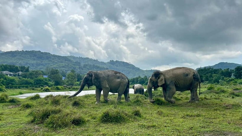 Phuket: Freedom Elephant Reserve - Ethereal Nature Walk - Guided herd introductions and learning elephant personalities