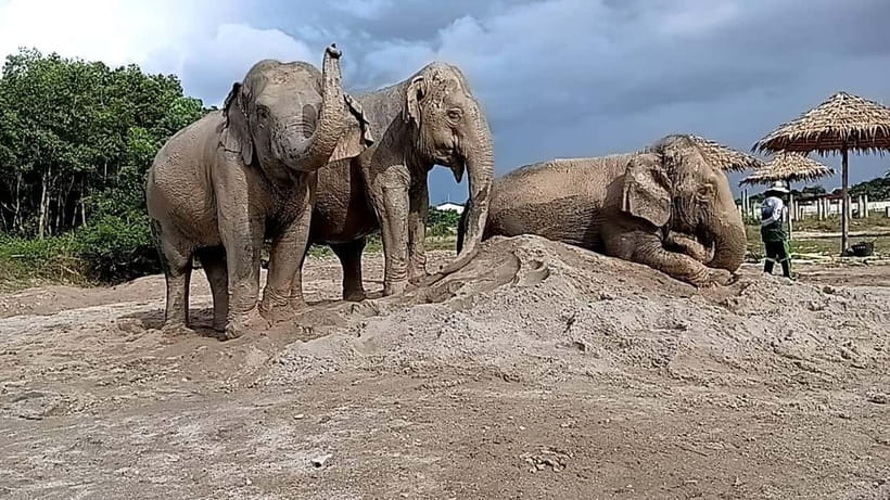 Phuket: Freedom Elephant Reserve - Ethereal Nature Walk - Deep pool or river time: the cooling routine that steals the show
