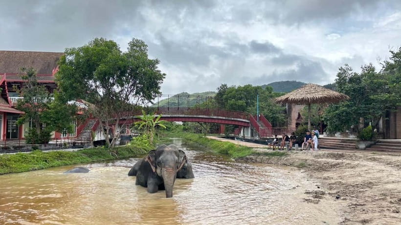 Phuket: Freedom Elephant Reserve - Ethereal Nature Walk - Feeding area moments: fruit basket time with clear rules