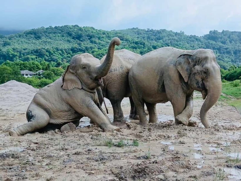 Phuket: Freedom Elephant Reserve - Ethereal Nature Walk - Timing, van rides, and what 90 minutes actually feels like