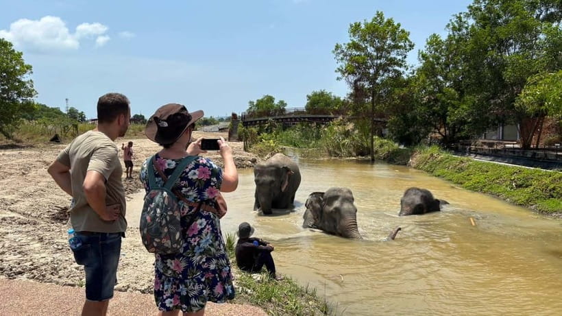 Phuket: Freedom Elephant Reserve - Ethereal Nature Walk - Who this elephant walk is best for