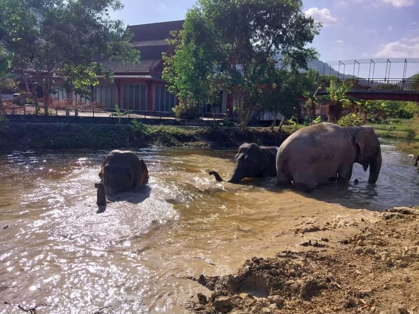 Phuket: Freedom Elephant Reserve - Ethereal Nature Walk - Sand pile play and the exfoliating behavior you may miss